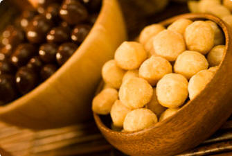 About Macadamias